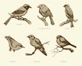 Vector set of birds: Bullfinch, Redstart, Nuthatch, Flycatcher, Royalty Free Stock Photo
