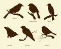 Vector set of birds: Bullfinch, Redstart, Nuthatch, Flycatcher, Royalty Free Stock Photo