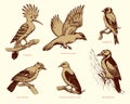 Vector set of birds: crow, hoopoe, oriole, woodpecker, jay, goldfinch