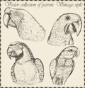 Vector set: birds - variety of vintage bird