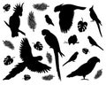 Vector set of black different parrots silhouette Royalty Free Stock Photo