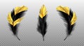 Vector set of black feathers with gold glitter Royalty Free Stock Photo