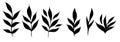 Vector set of black silhouettes of branches with foliage. Herbal collection