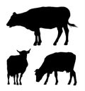 Vector set of black silhouettes of cow isolated on white background Royalty Free Stock Photo