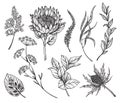 Vector set of black and white flowers, feverweeds, protea, herbs and leaves isolated on white background.