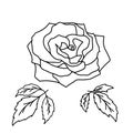 Vector set of blooming Rose outline flower and leaves isolated on white Royalty Free Stock Photo