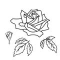 Vector set of blooming Rose outline petal, flower and leaves Royalty Free Stock Photo