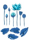 Vector set of blue lotuses and stems. Botanical collection with foliage and flowers isolated from background. Flat hand drawn