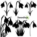 Vector set of bouquet silhouettes of Snowdrop or Galanthus flowers and leaf in black isolated on white background.