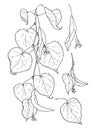 Vector set of branches of a flowering linden tree. A drawn collection in a sketch style, a branch of a LINDEN tree, with buds and Royalty Free Stock Photo