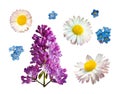 Vector set of branches of lilac daisy and forget-me-not flowers isolated on a white background.