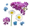 Vector set of branches of lilac daisy and forget-me-not flowers isolated on a white background. Royalty Free Stock Photo