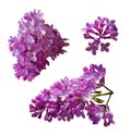 Vector set of branches of purple lilac flowers isolated on a white background. Royalty Free Stock Photo