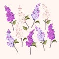 Vector set of branches of purple and white lilac Royalty Free Stock Photo