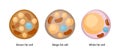 Vector set of brown, beige and white fat cells. Illustration of adipose tissue Royalty Free Stock Photo