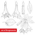 Vector set with Brugmansia arborea or Angels Trumpets, flower, bud and leaves isolated on white background. Contour style. Royalty Free Stock Photo