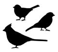 Vector set bundle of black birds silhouette Royalty Free Stock Photo