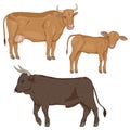 Vector Set of Cartoon Cattle. Calf, Cow and Bull Royalty Free Stock Photo