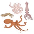 Vector Set of Cartoon Cephalopods. Octopus, Cuttle and Squid