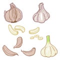 Vector Set of Cartoon Garlic Illustrations