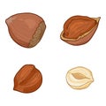 Vector Set of Cartoon Hazelnuts