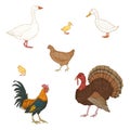 Vector Set of Cartoon Poultry