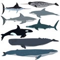 Vector set of cartoon sea animals. White shark, bottlenose dolphin, narwhal, hammerhead shark, blue whale, sperm whale, swordfish