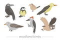 Vector set of cartoon style hand drawn flat funny cuckoos, woodpeckers, owls, raven, wren. Cute illustration of woodland birds for Royalty Free Stock Photo