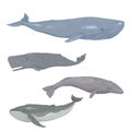 Vector Set of Cartoon Whales. Blue Whale, Cachalot, Gray Whale and Humpback Whale