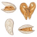 Vector Set of Cartoon White Mussels