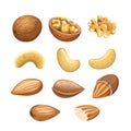 Vector set with cashew nuts, walnuts and almonds. Royalty Free Stock Photo