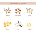 Vector set of cereal grains named. Wheat, buckwheat, oats, corn, rice and millet