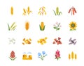 Vector Set of cereals icons Royalty Free Stock Photo