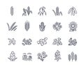 Vector Set of cereals linear icons Royalty Free Stock Photo