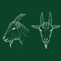 Vector Set of Chalk Goat Head Illustrations