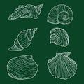 Vector Set of Chalk Sketch Seashells