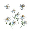 Vector set of chamomile isolated on white. Floral sketch field flowers. Hand drawn color botanical illustration of camomile