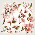 Vector set of cherry blossom branches with pink flowers and leaves. Royalty Free Stock Photo