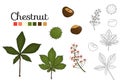 Vector set of chestnut tree elements isolated on white background Royalty Free Stock Photo