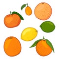 Vector Set of Citrus Fruits Royalty Free Stock Photo