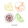 Vector set of citrus fruits. Orange, lemon, lime and bloody orange slices. Royalty Free Stock Photo