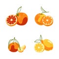 Vector set of citrus fruits Royalty Free Stock Photo