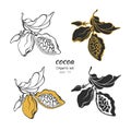 Vector set of cocoa logo. Nature symbol Royalty Free Stock Photo