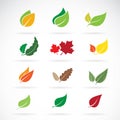 Vector set of color autumn fallen leaves on white background. Ea