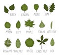 Vector set of colored green leaf Royalty Free Stock Photo