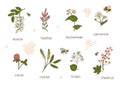 Vector set of colored wild flowers