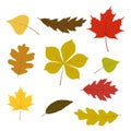 Vector set of colorful autumn leaves for your autumn design. Isolated on white background.