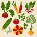 Vector set of colorful illustrations of vegetables on an isolated background.