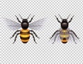 Vector set of colorful realistic insects.