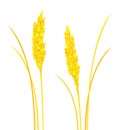 Vector set of colorful, realistic, isolated wheat and rye spikelets